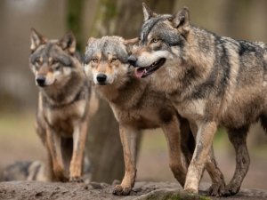 loup_FR